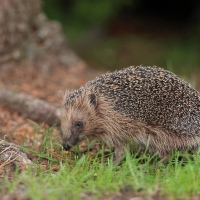 Jeż zachodni - European hedgehog