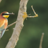 Żołna zwyczajna - European Bee-eater