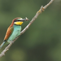 Żołna zwyczajna - European Bee-eater