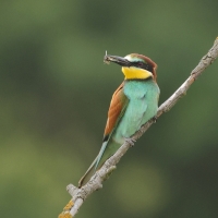 Żołna zwyczajna - European Bee-eater
