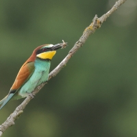 Żołna zwyczajna - European Bee-eater