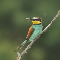 Żołna zwyczajna - European Bee-eater
