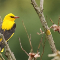 Wilga zwyczajna - Eurasian Golden-Oriole