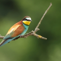 Żołna zwyczajna - European Bee-eater