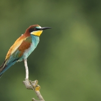 Żołna zwyczajna - European Bee-eater