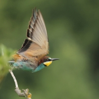 Żołna zwyczajna - European Bee-eater