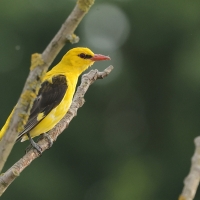 Wilga zwyczajna - Eurasian Golden-Oriole