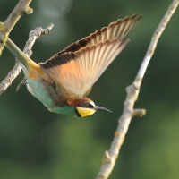 Żołna zwyczajna - European Bee-eater