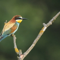 Żołna zwyczajna - European Bee-eater