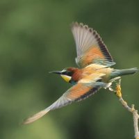 Żołna zwyczajna - European Bee-eater
