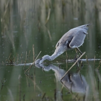 Czapla siwa -Grey Heron