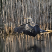 Czapla siwa -Grey Heron
