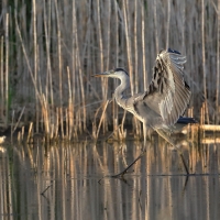 Czapla siwa -Grey Heron