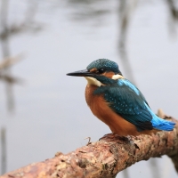Zimorodek zwyczajny - Common Kingfisher