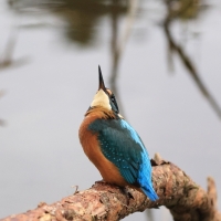 Zimorodek zwyczajny - Common Kingfisher
