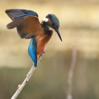 Zimorodek zwyczajny - Common Kingfisher