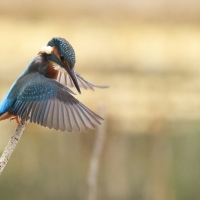 Zimorodek zwyczajny - Common Kingfisher