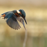 Zimorodek zwyczajny - Common Kingfisher