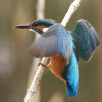 Zimorodek zwyczajny - Common Kingfisher