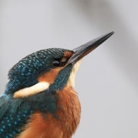 Zimorodek zwyczajny - Common Kingfisher