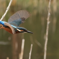 Zimorodek zwyczajny - Common Kingfisher