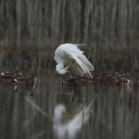 Czapla biała - Western Great Egret