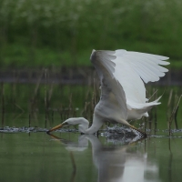 Czapla biała - Western Great Egret