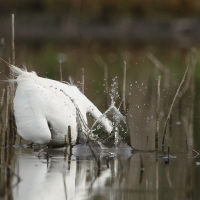 Czapla biała - Western Great Egret