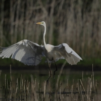 Czapla biała - Western Great Egret