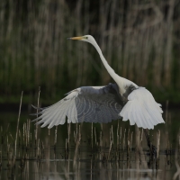 Czapla biała - Western Great Egret