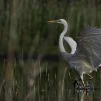 Czapla biała - Western Great Egret