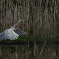 Czapla biała - Western Great Egret