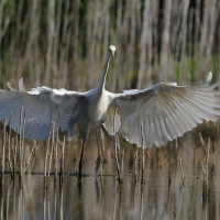 Czapla biała - Western Great Egret