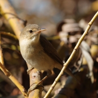 Trzcinniczek - Common Reed Warbler