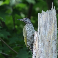 Dzięcioł zielony - Green Woodpecker
