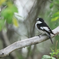 Muchołówka żałobna - Pied Flycatcher