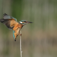 Zimorodek zwyczajny - Common Kingfisher