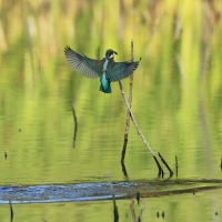 Zimorodek zwyczajny - Common Kingfisher
