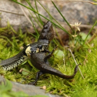 Zaskroniec - Grass snake