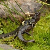 Zaskroniec - Grass snake