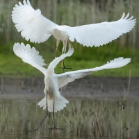Czapla biała - Western Great Egret