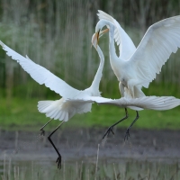 Czapla biała - Western Great Egret