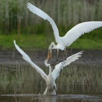 Czapla biała - Western Great Egret