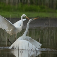 Czapla biała - Western Great Egret