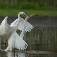 Czapla biała - Western Great Egret