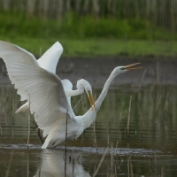 Czapla biała - Western Great Egret