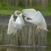 Czapla biała - Western Great Egret