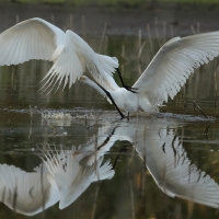 Czapla biała - Western Great Egret