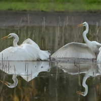 Czapla biała - Western Great Egret