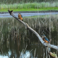 Zimorodek zwyczajny - Common Kingfisher